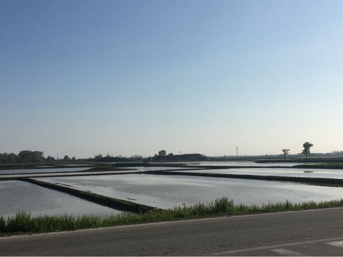 Coldiretti Vercelli-Biella. Dazi: senza clausola riso asiatico invade Italia