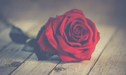 “Ti regalerò una rosa”: i volontari di Diapsi Vercelli saranno in azione sabato 9 e domenica 10 maggio
