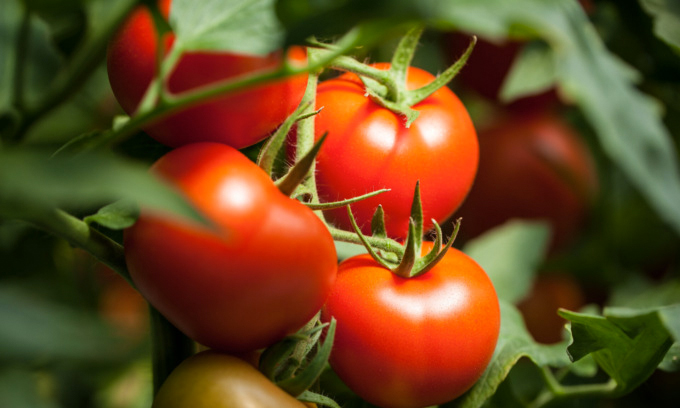 Facciamo l’orto in casa: questa settimana in regalo il pomodoro