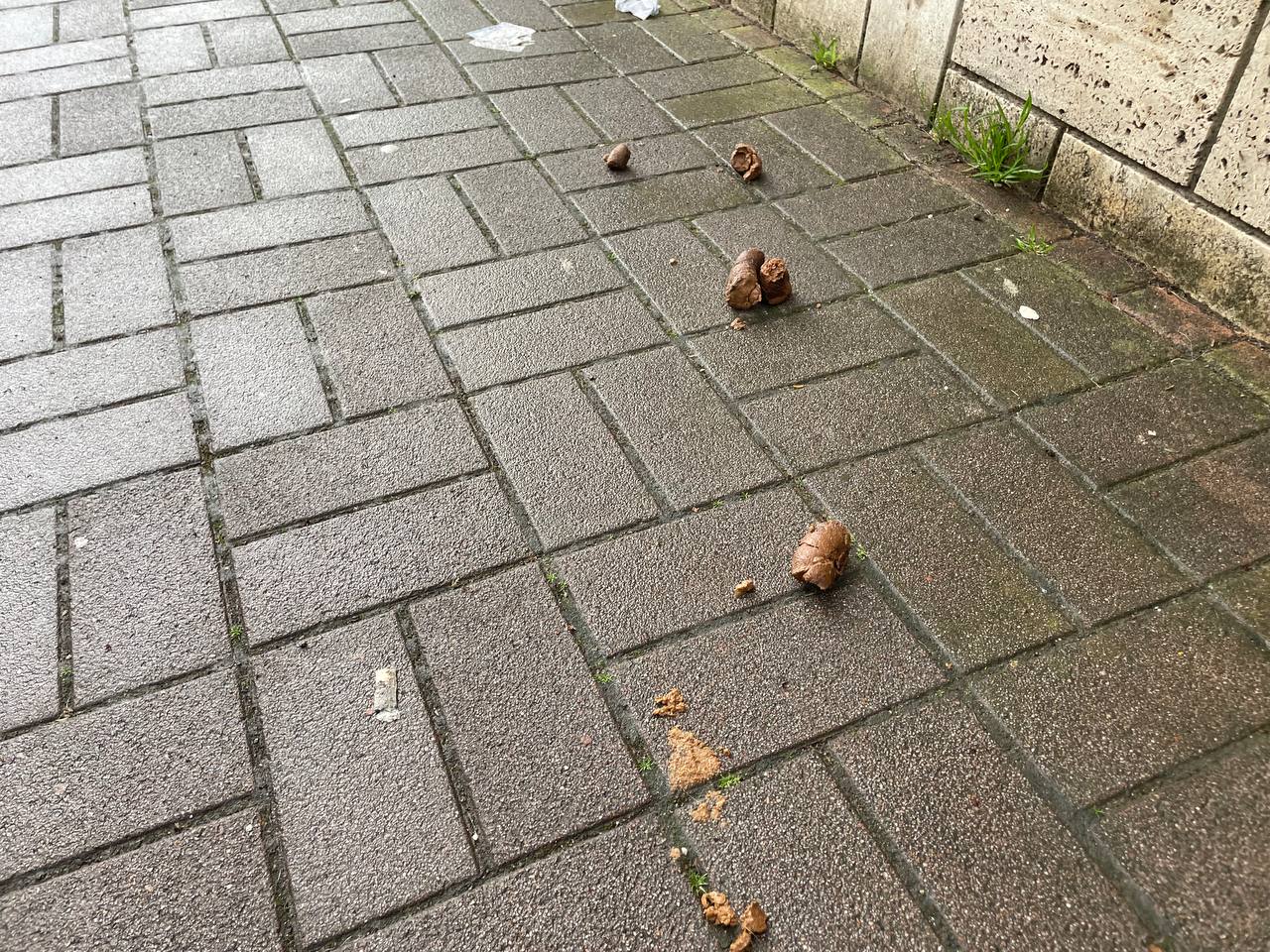 Una delle tante deiezioni canine lasciate sul marciapiede
