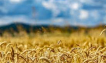 Coldiretti Vercelli-Biella - Ucraina: piano Ue sblocca 30 mln di chili di grano per Italia
