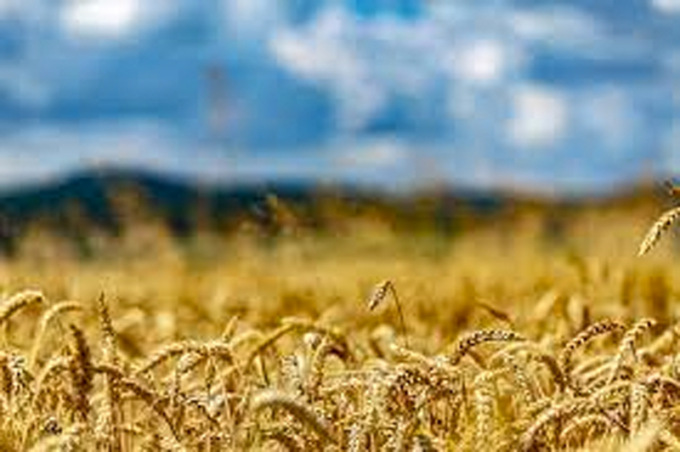 Coldiretti Vercelli-Biella – Ucraina: piano Ue sblocca 30 mln di chili di grano per Italia
