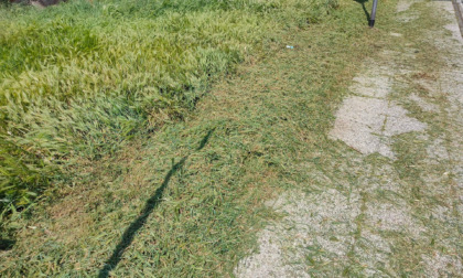 Pista ciclabile Cappuccini, dopo il taglio dell'erba manca la manutenzione: pericolo "forasacchi"
