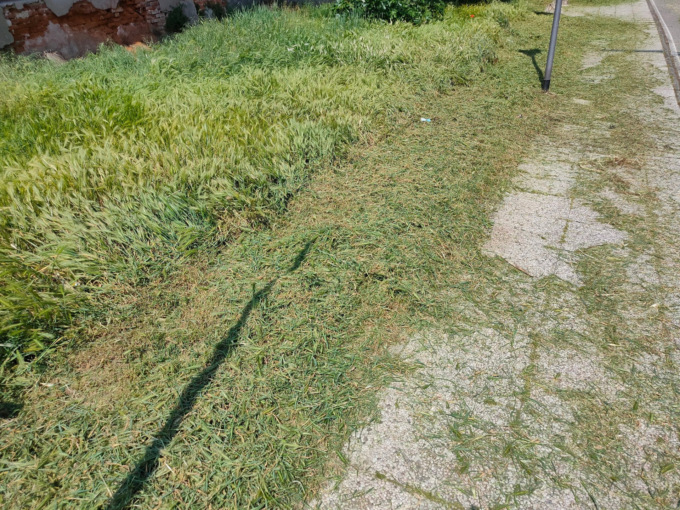 Pista ciclabile Cappuccini, dopo il taglio dell’erba manca la manutenzione: pericolo “forasacchi”