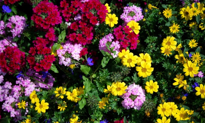 In regalo con Notizia Oggi Vercelli i semi di coloratissimi Fiori d’estate