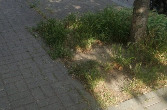 “Forasacchi” in via Oldoni: la segnalazione di un lettore
