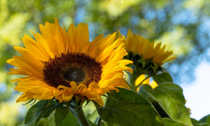 In regalo con Notizia Oggi Vercelli i semi di girasole