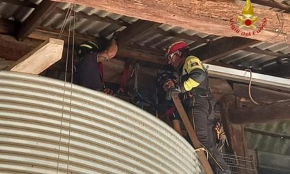 Due piccoli gufi intrappolati in un silos salvati dai Vigili del Fuoco