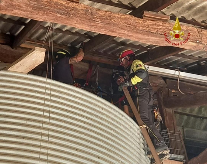 Due piccoli gufi intrappolati in un silos salvati dai Vigili del Fuoco