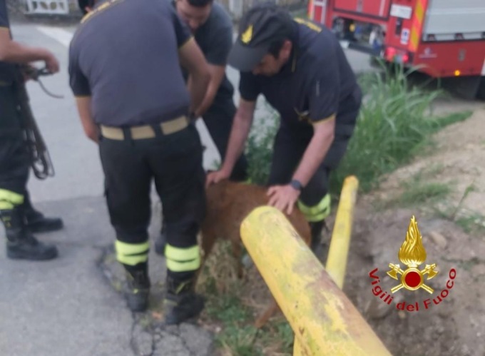 Capriolo finisce nel Canale Depretis: salvato dai Vigili del Fuoco