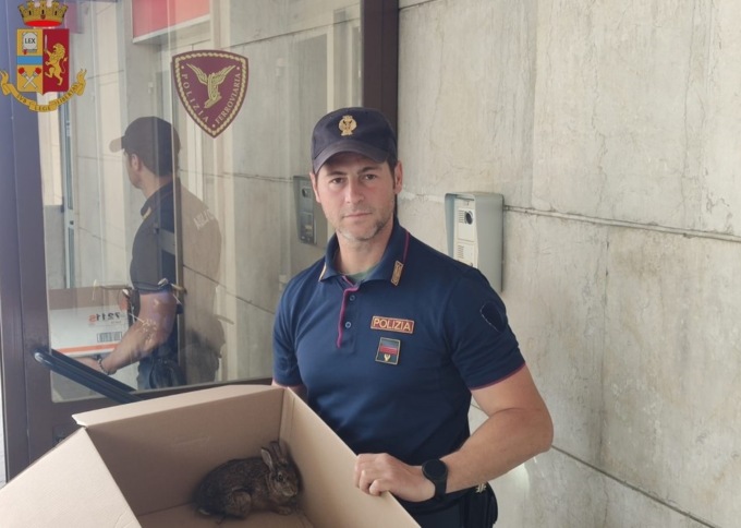 La Polfer salva un leprotto ferito sui binari