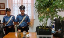 Aveva una piantina e 90 grammi di marijuana in casa, denunciato dai Carabinieri
