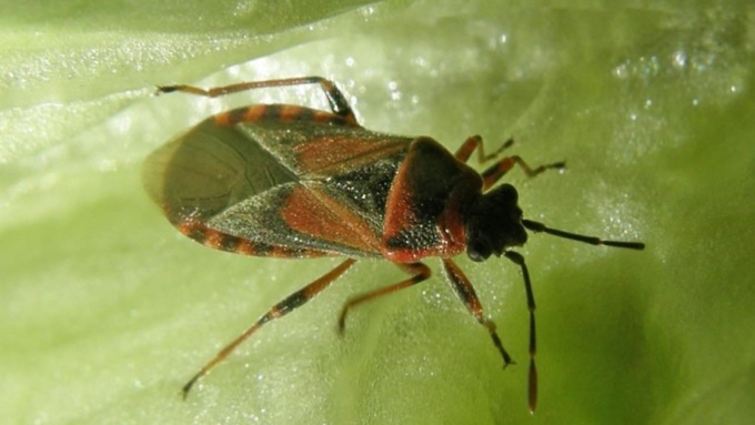 La cimice dell’olmo infesta Viale Garibaldi, le raccomandazioni del Comune