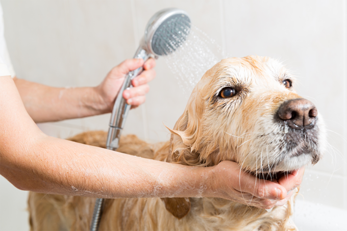 Come lavare il cane a casa?