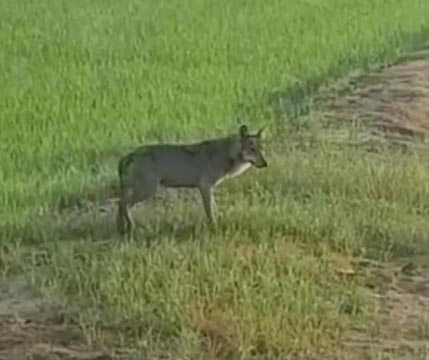 A Leri un lupo a spasso tra le risaie