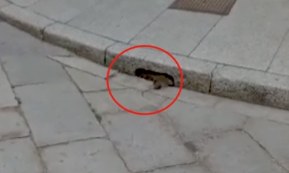Ratto in corso Libertà, piccioni al pascolo e giovani imbecilli