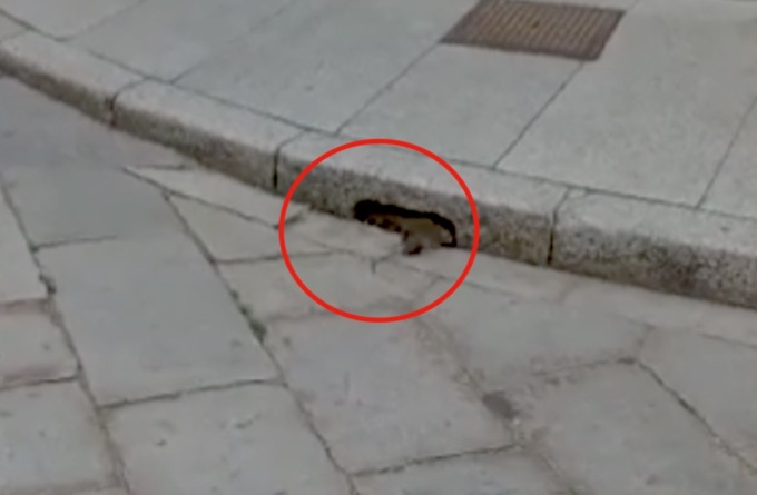 Ratto in corso Libertà, piccioni al pascolo e giovani imbecilli