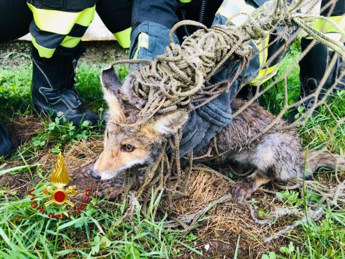 Cucciolo di volpe salvato dai Vigili del Fuoco a Valduggia