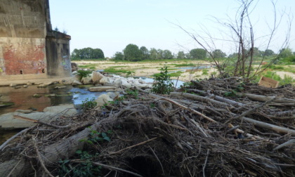 Fiumi sporchi: dopo l'allarme di Notizia Oggi Vercelli interviene Tiramani