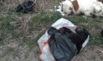 Identificato chi gettò i cani morti vicino alla roggia: altre ventitrè carcasse nel suo giardino