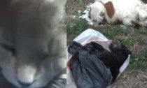 Gatti uccisi e cani buttati come immondizia: dove sono gli animalisti?
