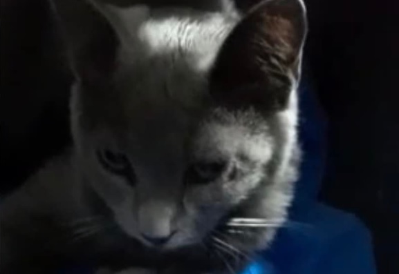 Fermiamo il killer dei gatti ai Cappuccini