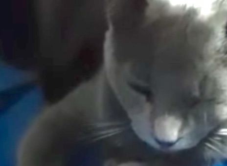 Morta la micia avvelenata, il killer dei gatti va fermato e punito
