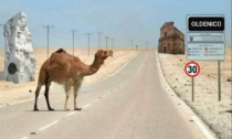 Oldenico nel Sahara... con tanto di cammello