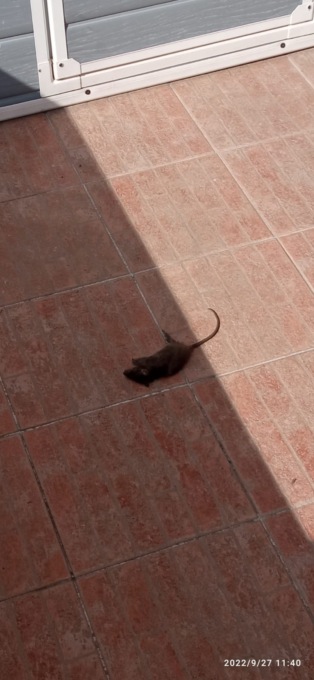 “Basta topi in cortile e schiamazzi notturni”: appello da corso Prestinari