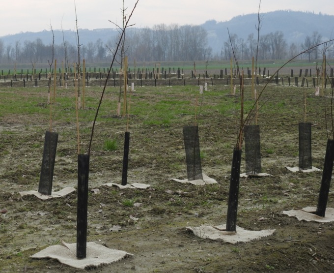 Mille nuovi alberi per la Partecipanza grazie alla Zschimmer & Schwarz