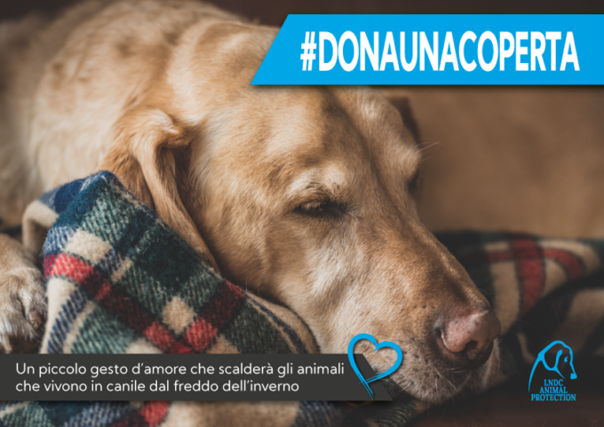 Anche a Vercelli la campagna #donaunacoperta per gli animali