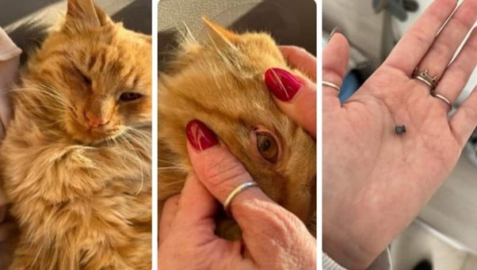 Alice Castello: soccorso un gatto con un piombino nell’occhio