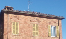 I piccioni assediano la casa di riposo: il video