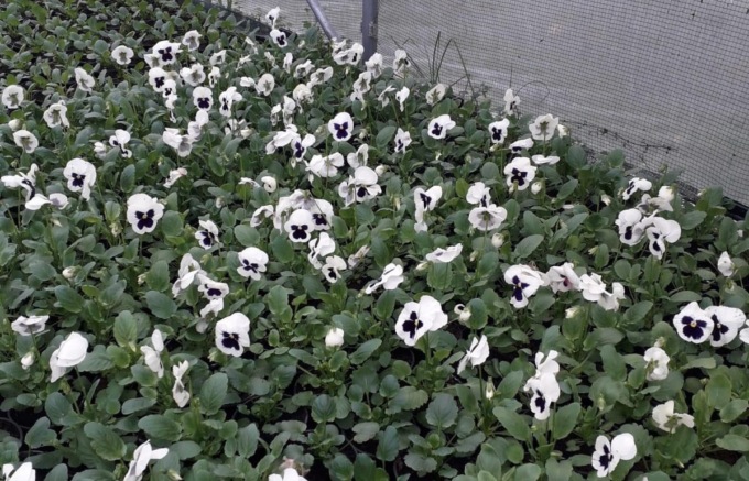 Le violette del Calamandrei per aiutare i ragazzi con DSA