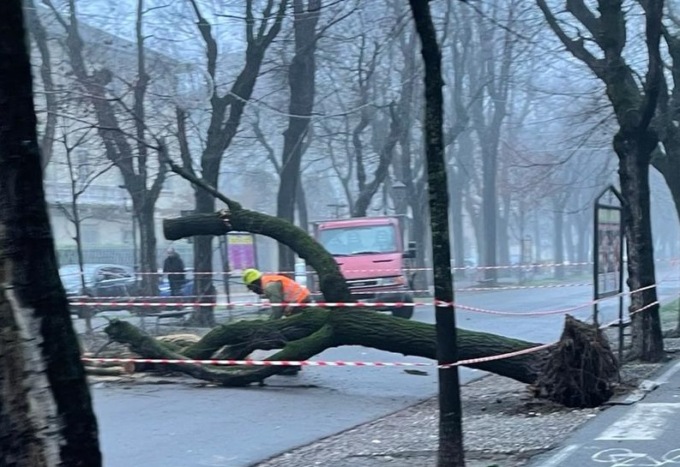 Pianta si abbatte al suolo: attimi di paura in viale Garibaldi