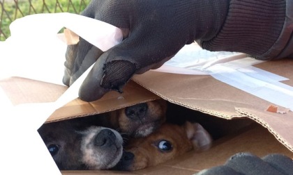 Cuccioli di cane abbandonati in una scatola vicino all'ecocentro