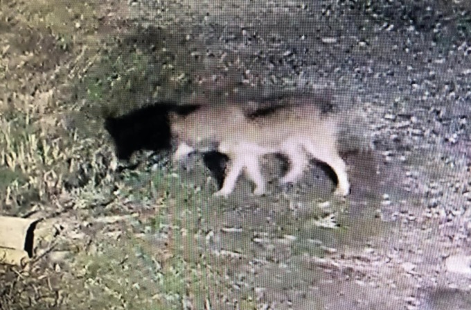 Avvistato un lupo nelle campagne tra Moncrivello e Cigliano