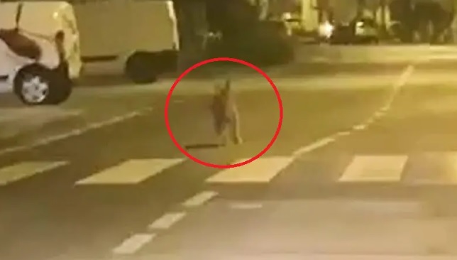 Avvistato un lupo in centro a Varallo