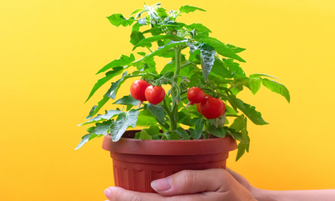 Oggi in regalo con Notizia Oggi Vercelli i pomodori ciliegino