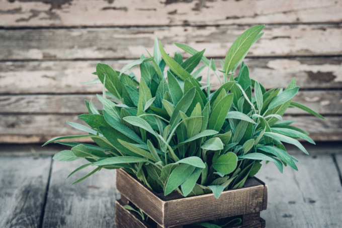 Da lunedì in regalo con Notizia Oggi Vercelli i semi di salvia
