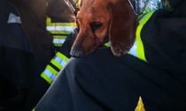 Cane ferito e incastrato in una tubazione: salvato dai vigili del fuoco