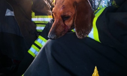 Cane ferito e incastrato in una tubazione: salvato dai vigili del fuoco