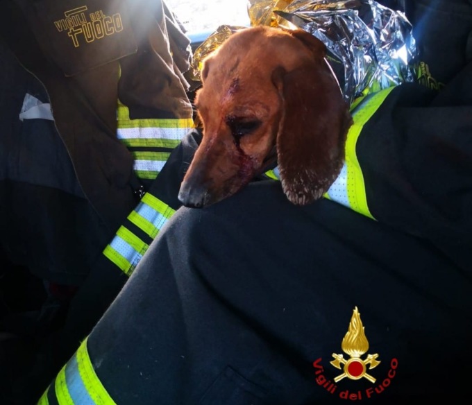 Cane ferito e incastrato in una tubazione: salvato dai vigili del fuoco