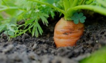Fino a domenica 19 marzo Notizia Oggi Vercelli regala le carote