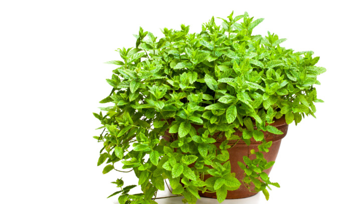 Da oggi in regalo con Notizia Oggi Vercelli i semi di menta