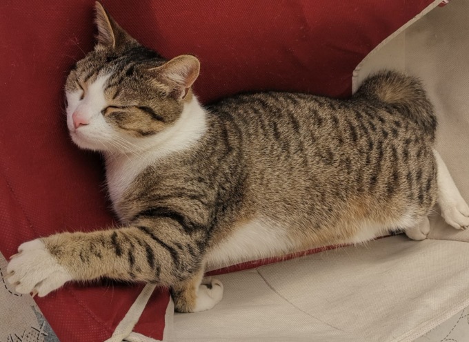 Cercasi disperatamente il micio Tico nella zona di Tricerro