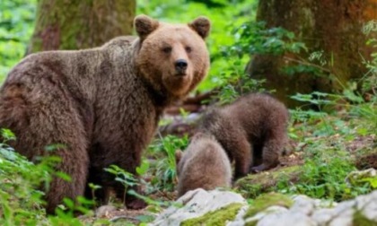 Il destino di Jj4, l'orsa tenuta in cattività in Trentino: che cosa ne pensate?