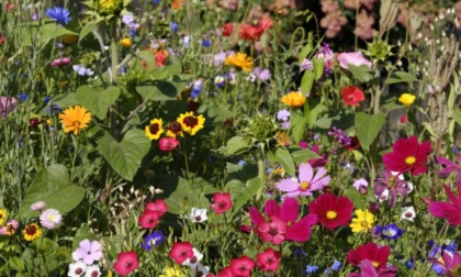 Da lunedì con Notizia Oggi Vercelli dei bellissimi fiori per api