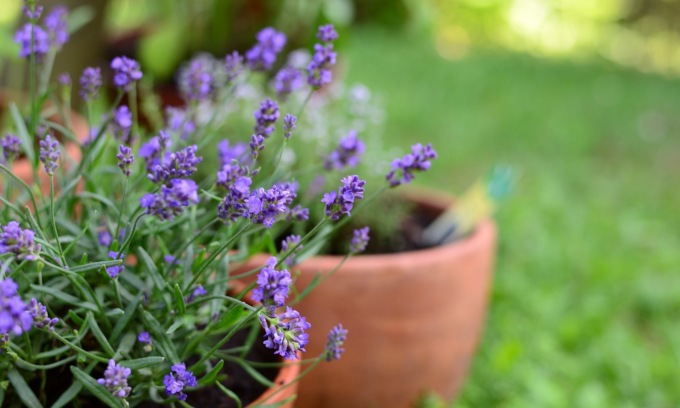 Da lunedì 1° maggio con Notizia Oggi Vercelli la profumatissima lavanda