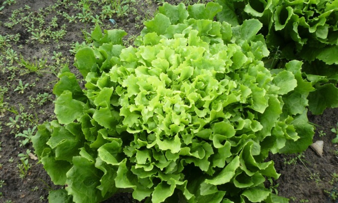 Da oggi in regalo con Notizia Oggi Vercelli l’indivia scarola verde